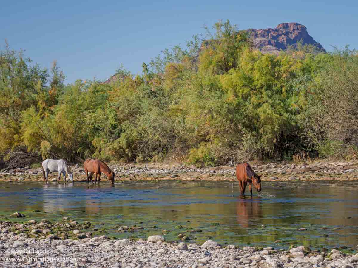 photo of wild horses in the Salt River near Phoenix Arizona © Cindy Carlsson at ExplorationVacation 