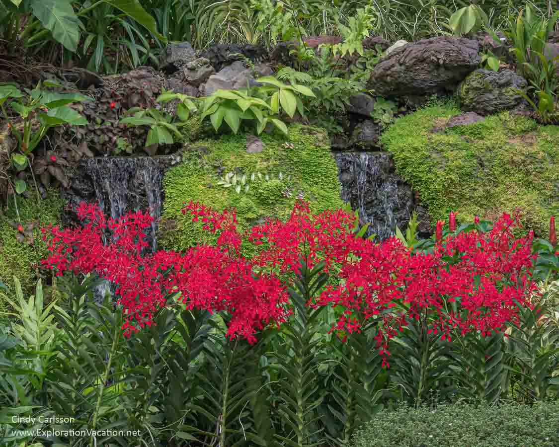 photo of red orchids in front of a mossy fountain