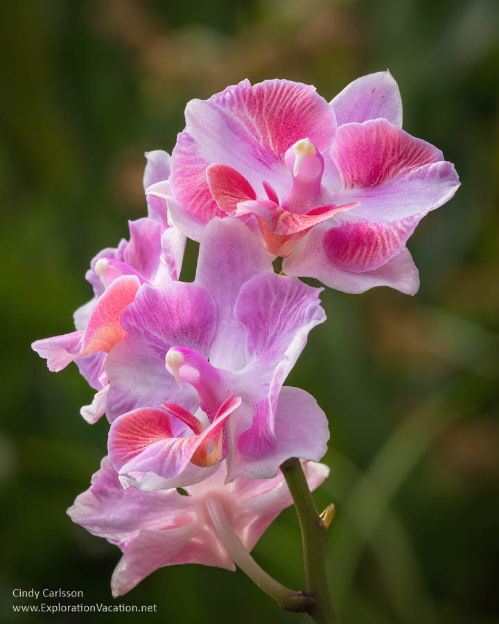 National Orchid Garden Singapore © Cindy Carlsson at ExplorationVacation
