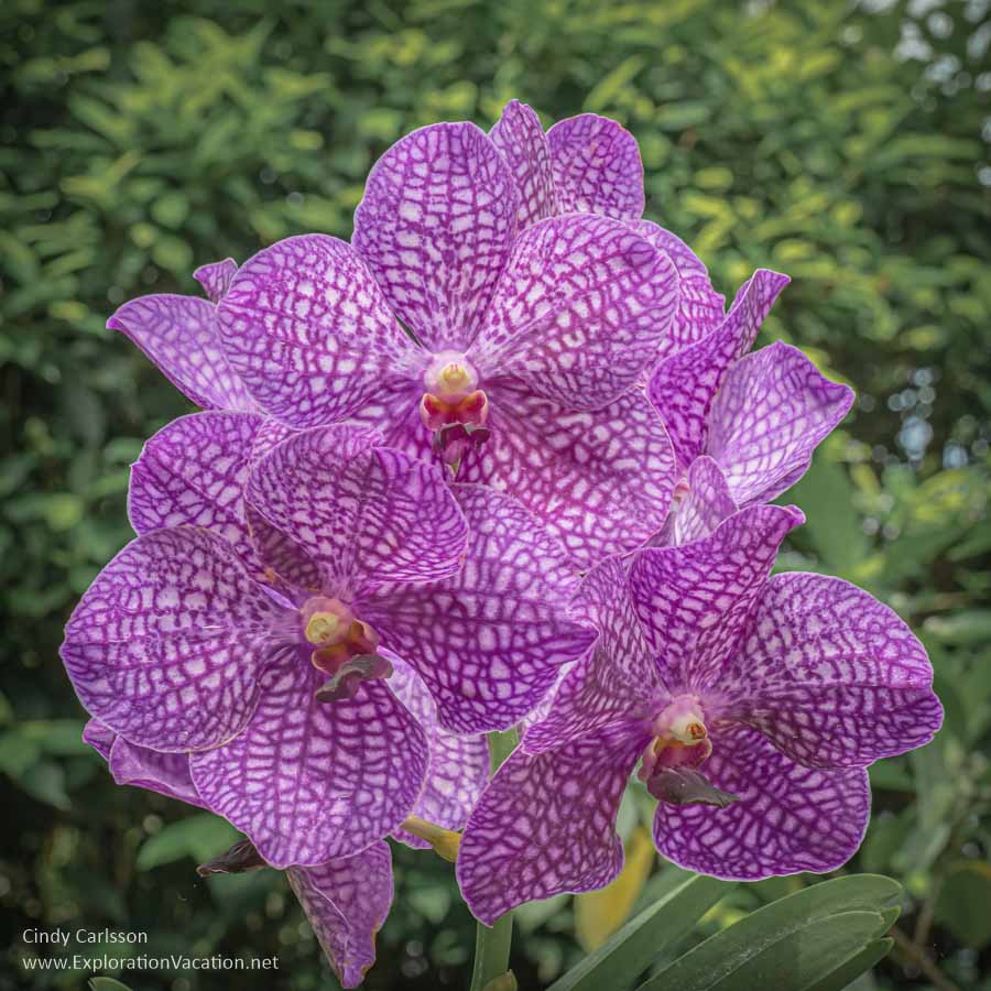 National Orchid Garden Singapore © Cindy Carlsson at ExplorationVacation