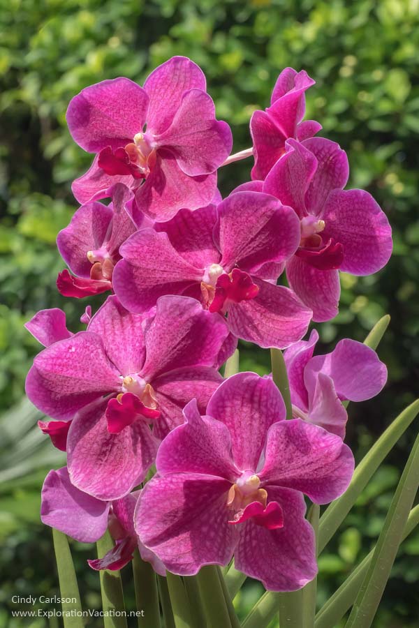 National Orchid Garden Singapore © Cindy Carlsson at ExplorationVacation