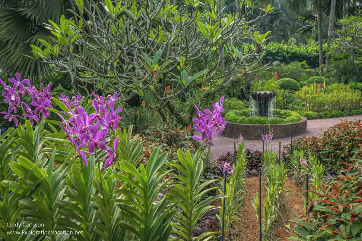 photo of purple orchids in a garden with a fountain in the background