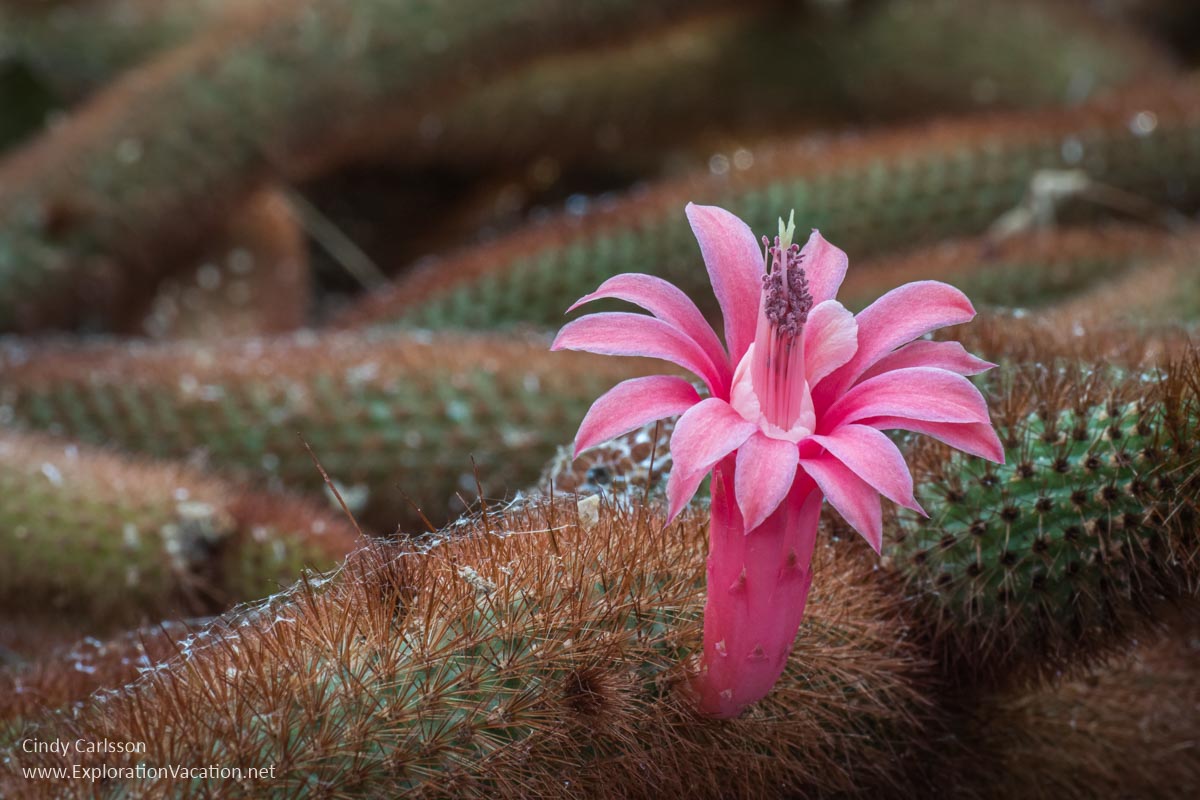Small pink cactus blossom.