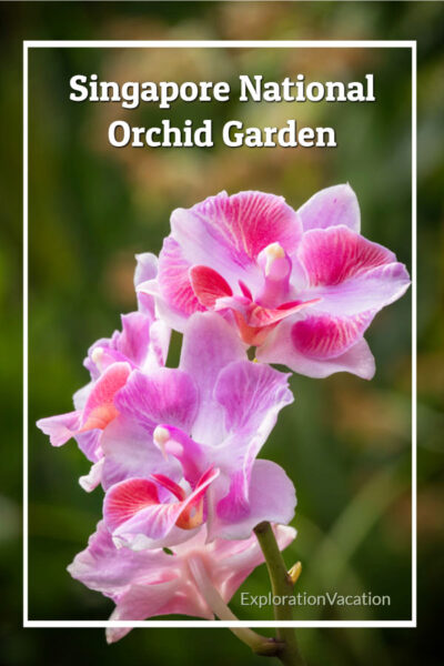 photo of pink orchids with text "Singapore National Orchid Gardens UNESCO World Heritage Site"