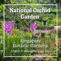 photo of garden fountain and orchids with text "Singapore National Orchid Gardens UNESCO World Heritage Site"