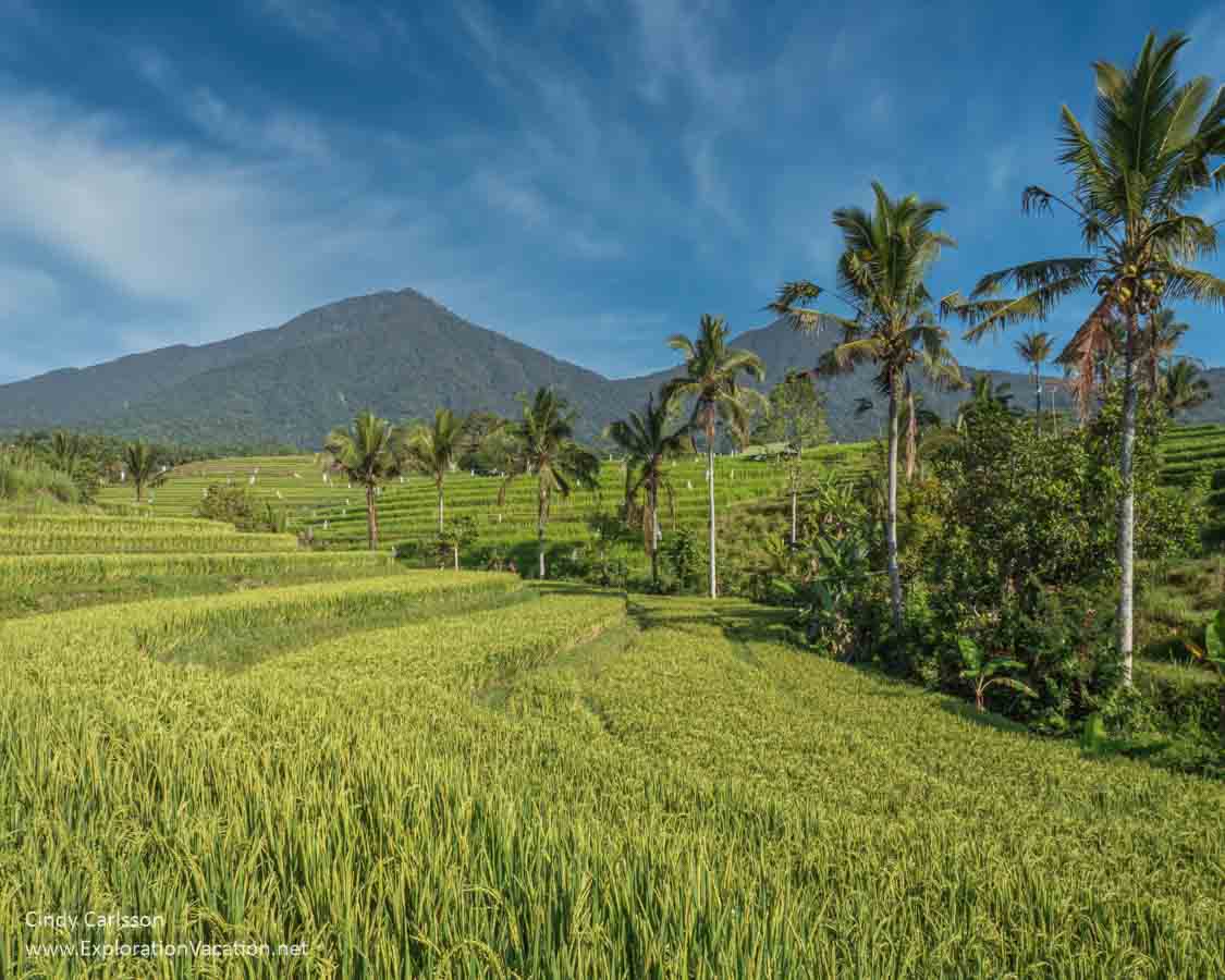 photo of rice terraces and mountains in Bali