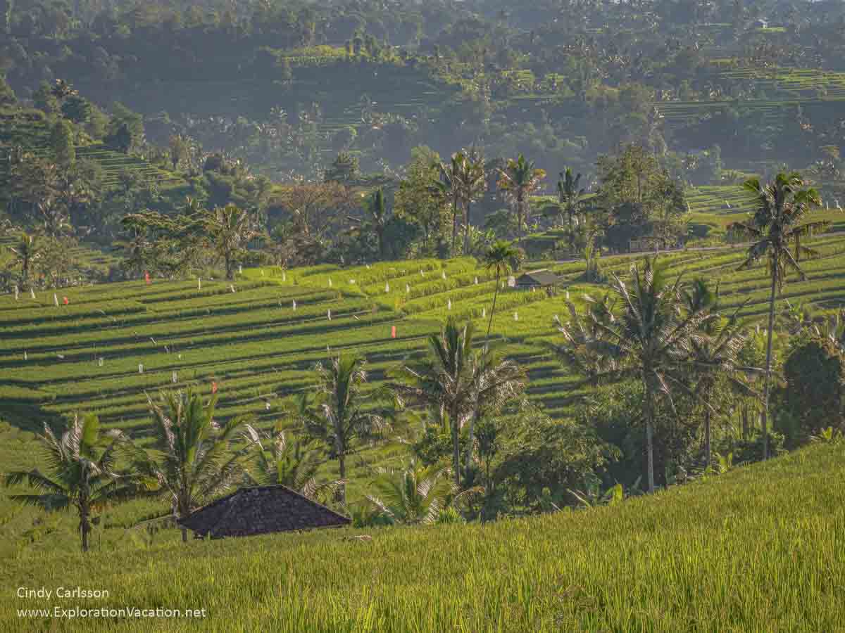 photo of rice terraces and mountains in Bali