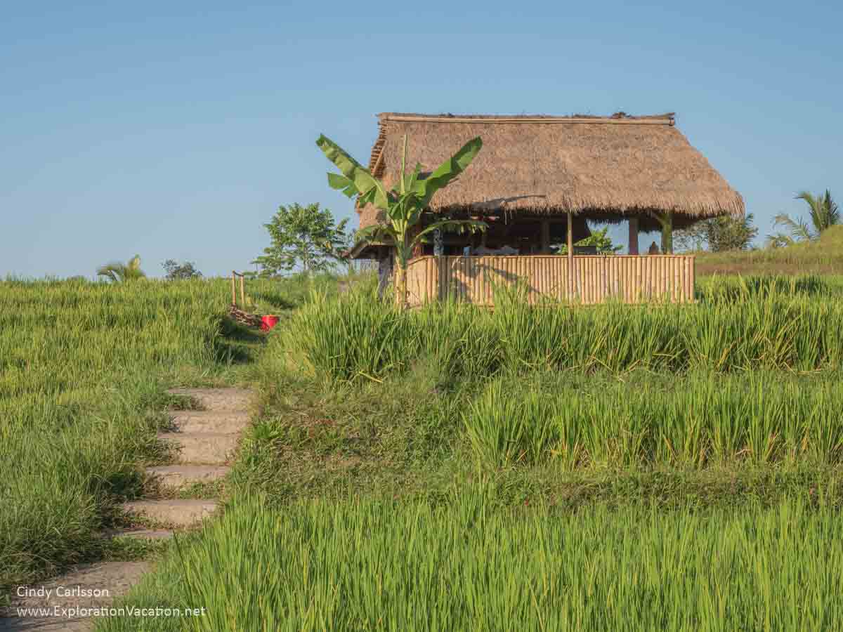 photo of a shelter in a rice paddy
