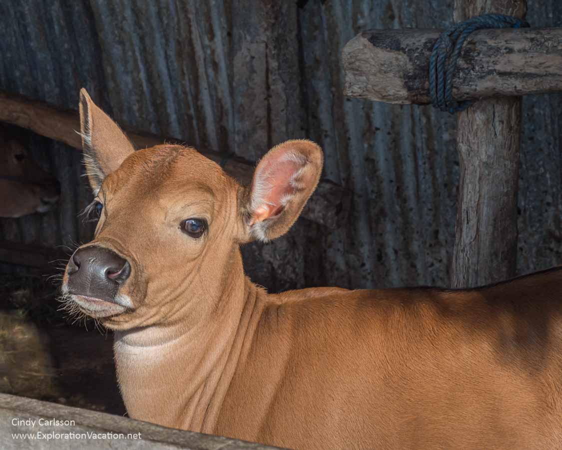 Photo of a cow