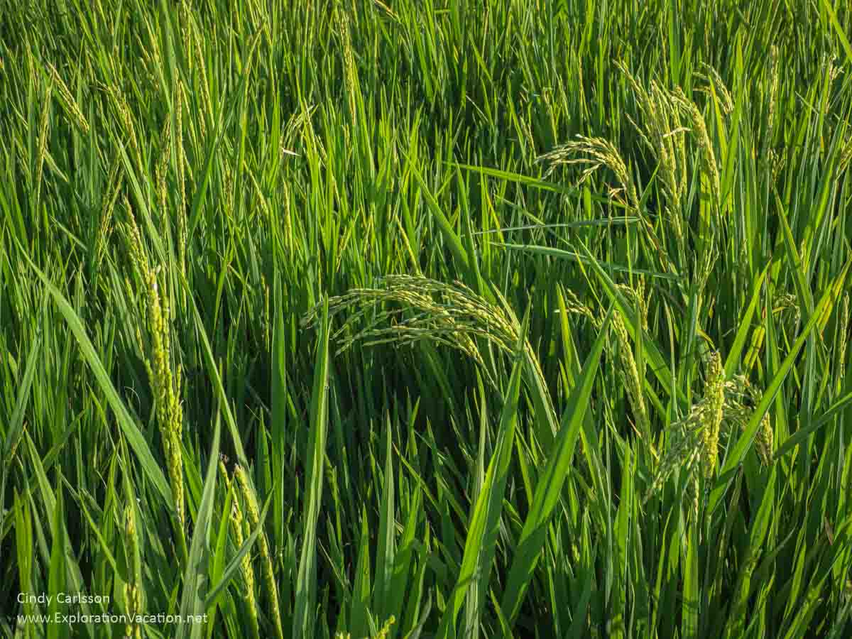 photo of green rice in a paddy