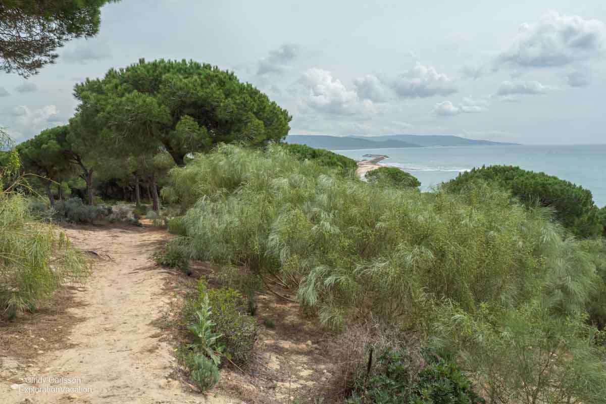 photo of trees on a dune above the sea in Spain