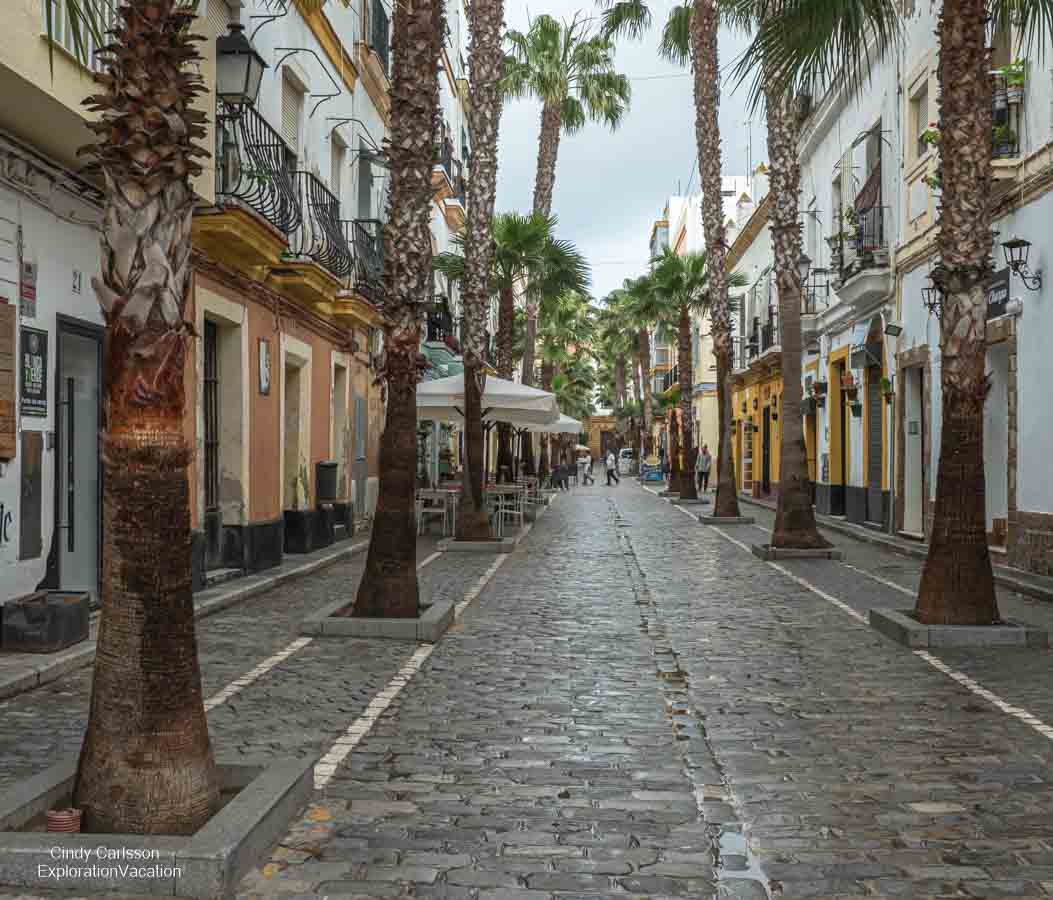 photo of the street of palms in Cadiz Spain
