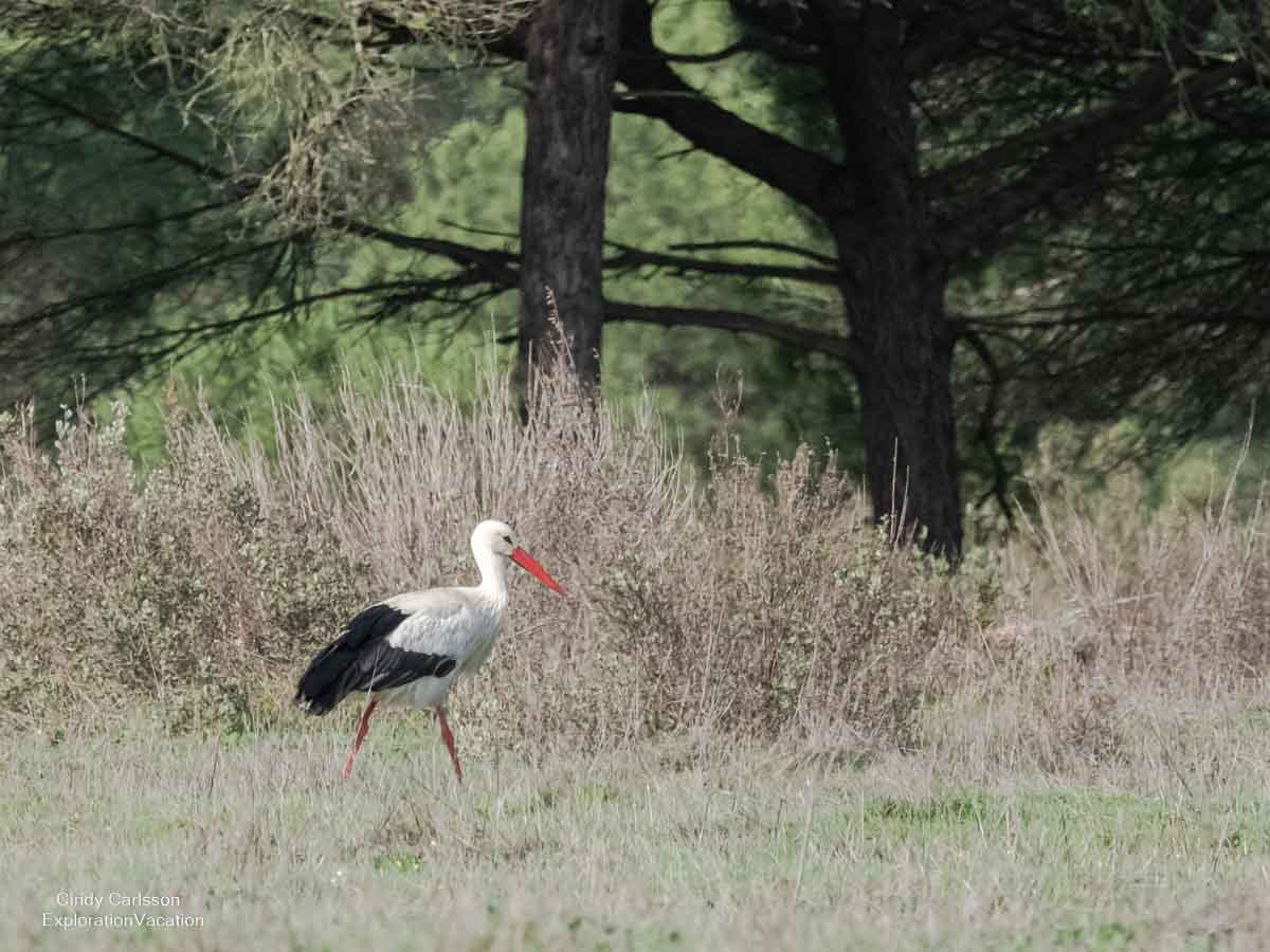 Photo of a stork in the Doñana National Park UNESCO World Heritage Site in southern Spain. (Photo © Cindy Carlsson on ExplorationVacation.net)