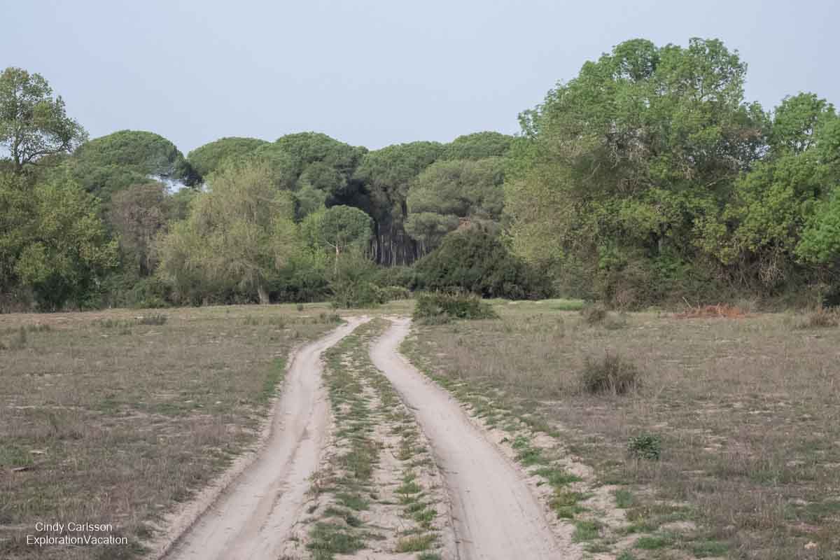 photo of a sand road in Donana National Park Spain © Cindy Carlsson at ExplorationVacation.net
