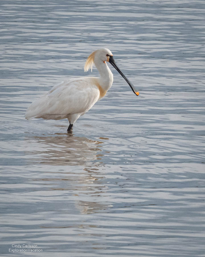 photo of a Spoonbill in Donana National Park © Cindy Carlsson at ExplorationVacation