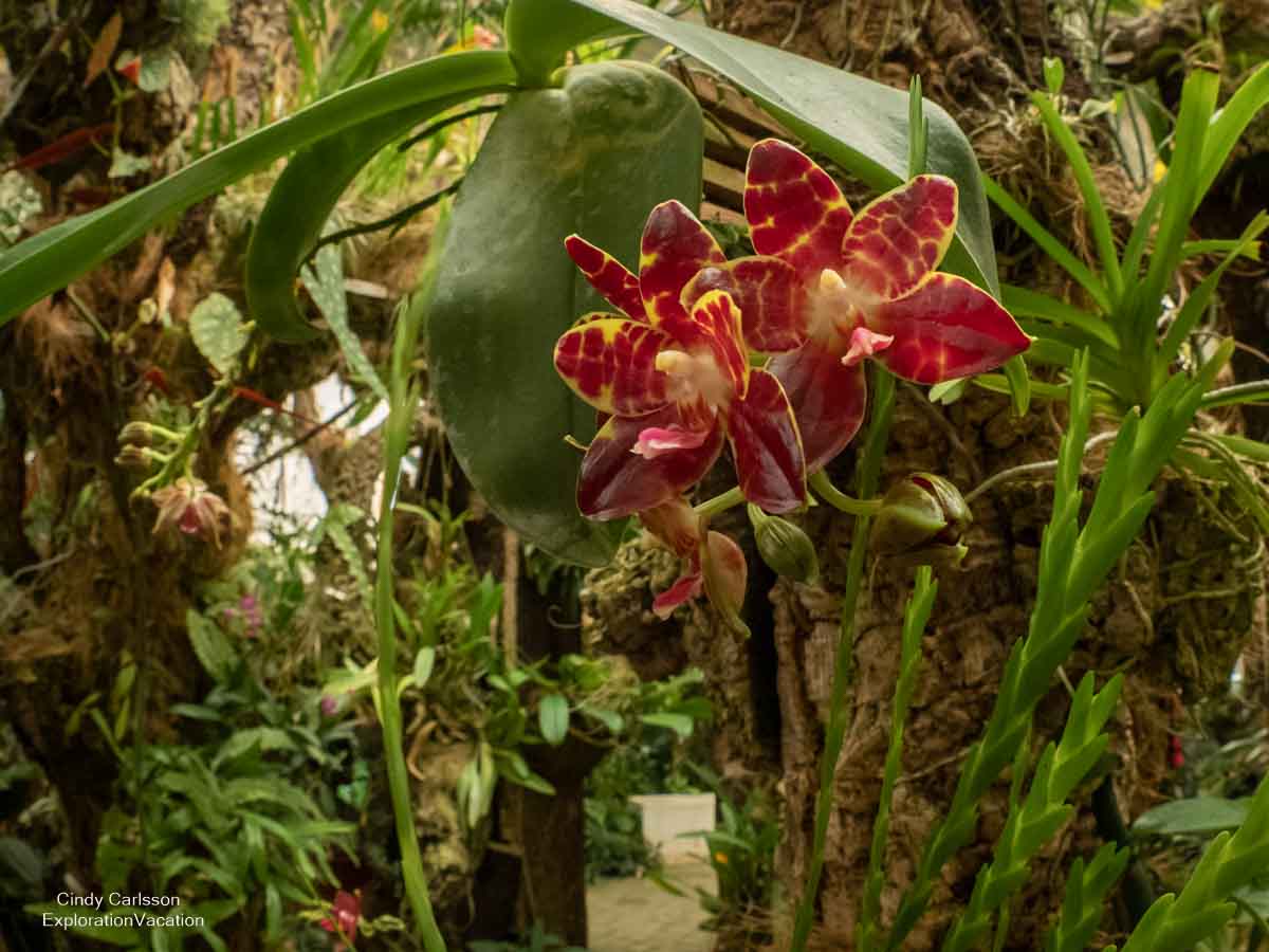 photo of an orchid in the Estepona Orchid House in Spain