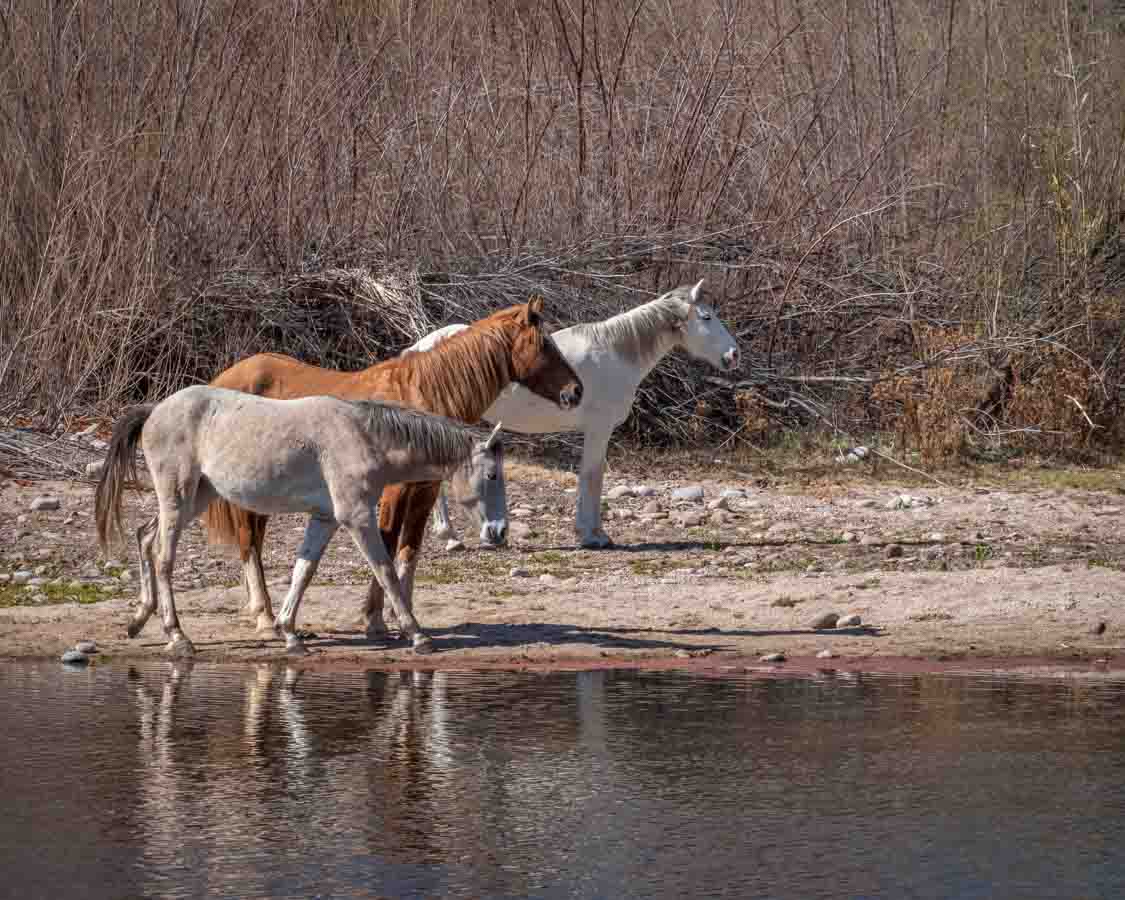 photo of three wild horses standing on the shore along the Salt River at the Blue Point Recreation area near Phoenix Arizona © Cindy Carlsson at ExplorationVacation.net