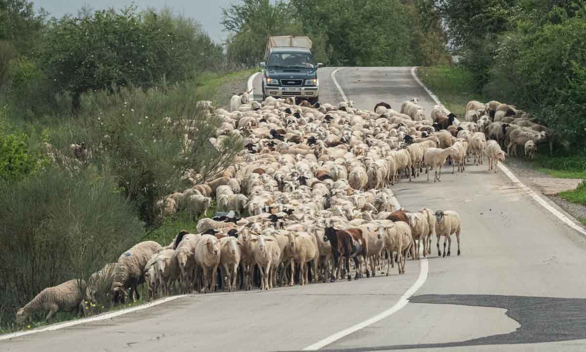 Road filled with sheep.