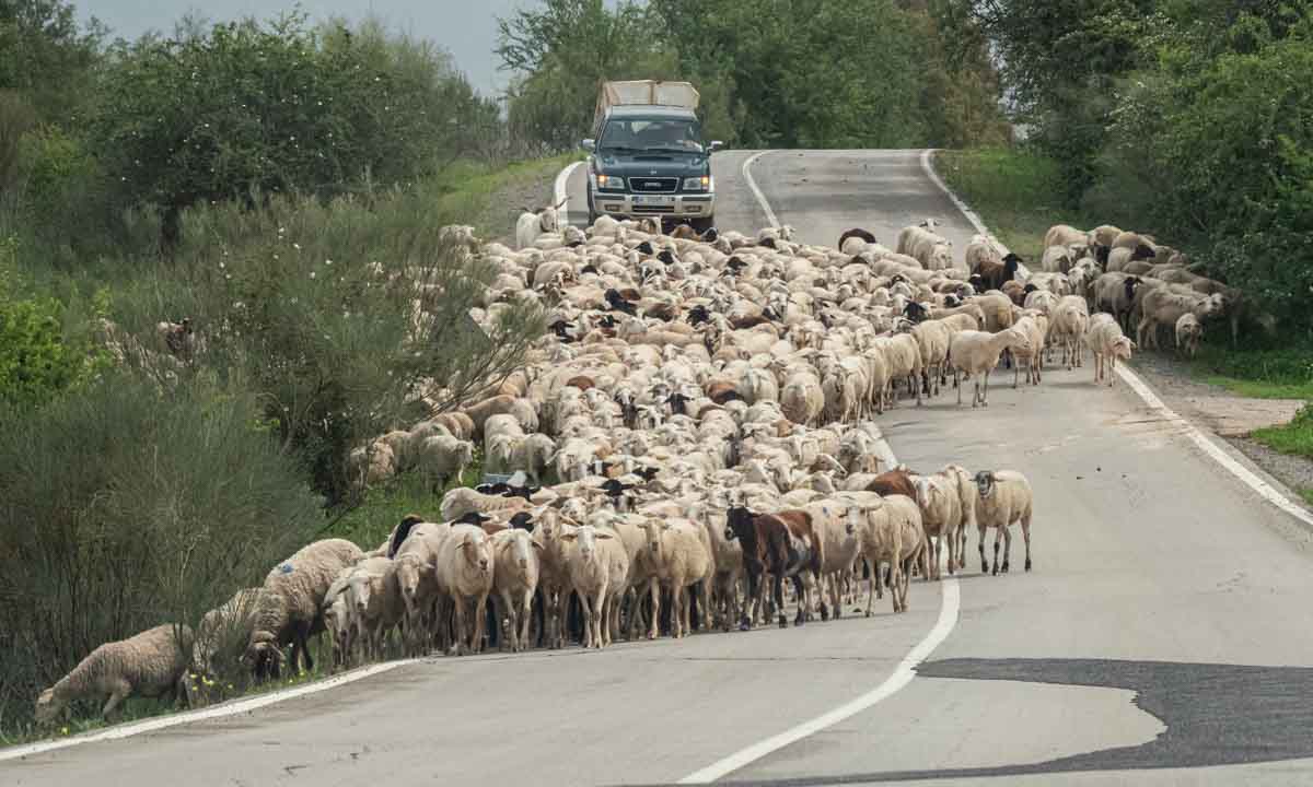 photo of road filled with sheep in Spain © Cindy Carlsson at ExplorationVacation.net 