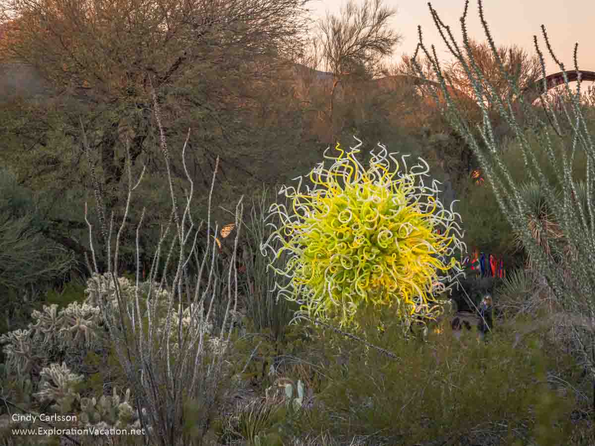 yellow Chihuly glass sculpture just before sunset at the Desert Botanical Garden in Phoenix Arizona