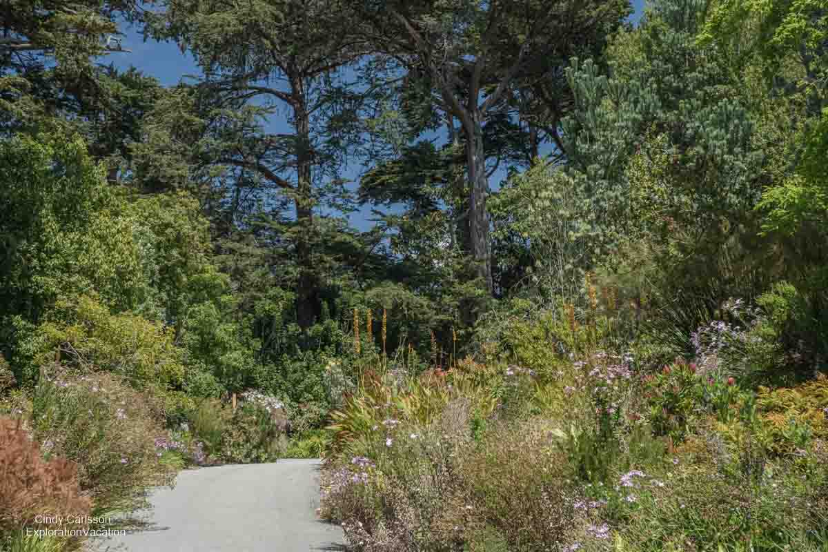 photo of a path in the San Francisco Botanical Garden in Golden Gate Park in California