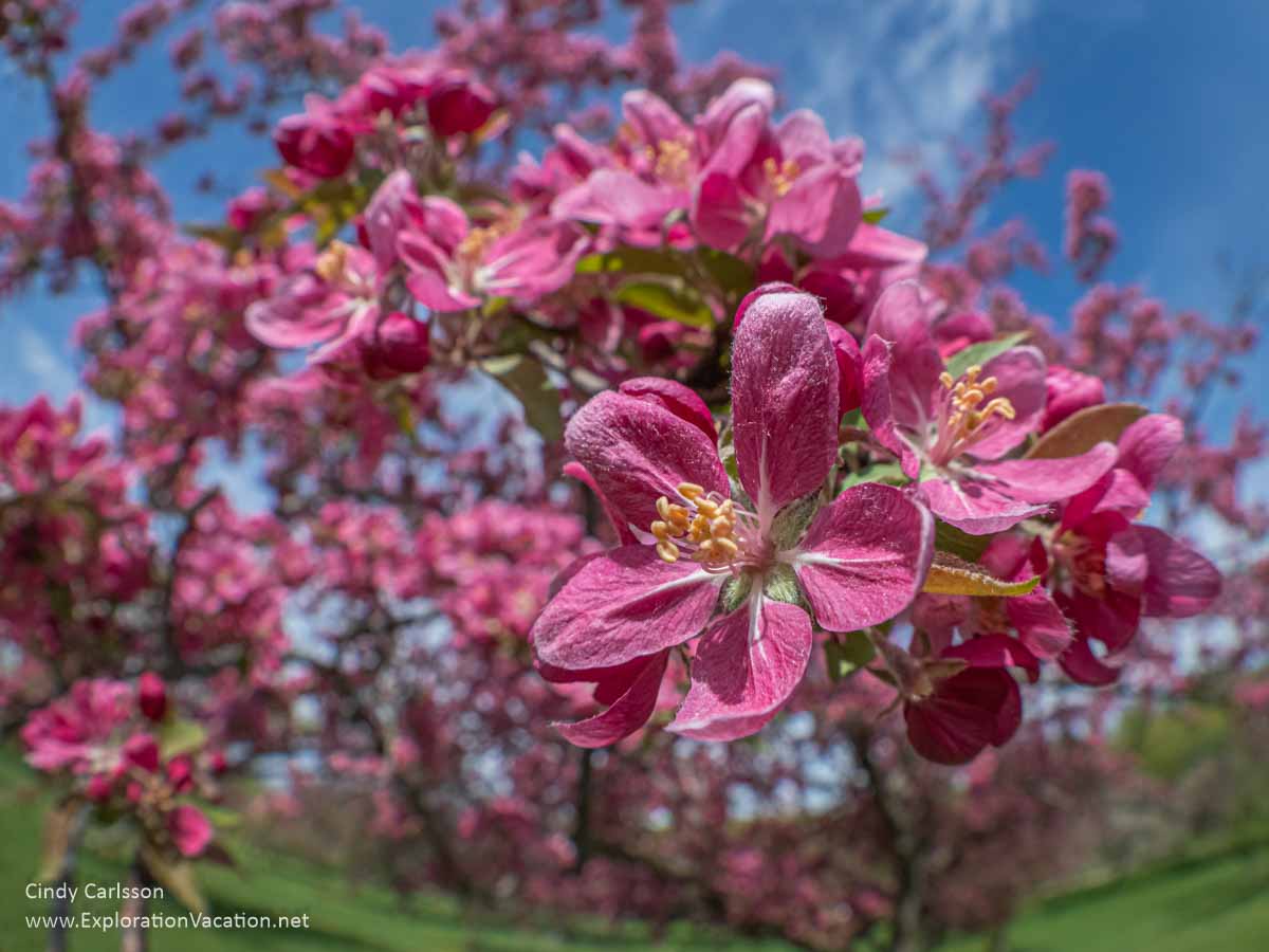 photo of pink crab apple blossoms at the Minnesota Landscape Arboretum 