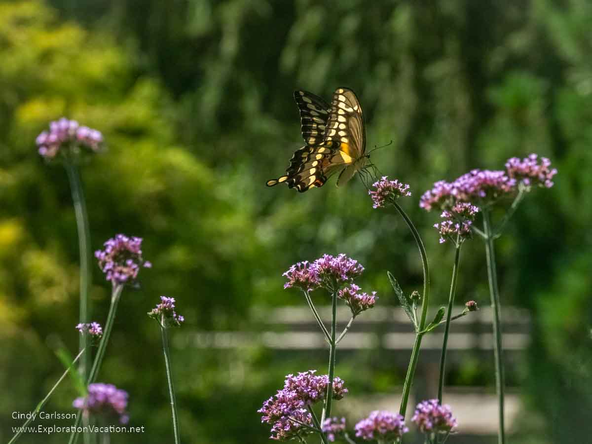 photo of a swallowtail butterfly on purple flowers at the Minnesota Landscape Arboretum © Cindy Carlsson at ExplorationVacation.net