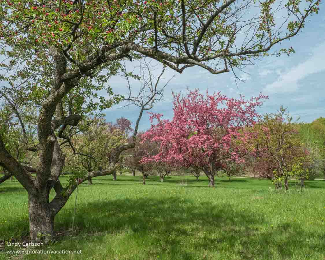 photo of fruit trees in bloom at the Minnesota Landscape Arboretum