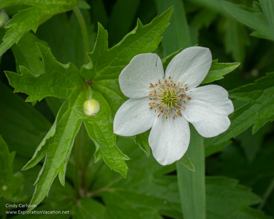 Photo of a Canadian Anemone in Quarry Park and Nature Preserve near St Cloud Minnesota. Text and photos © Cindy Carlsson ExplorationVacation.net