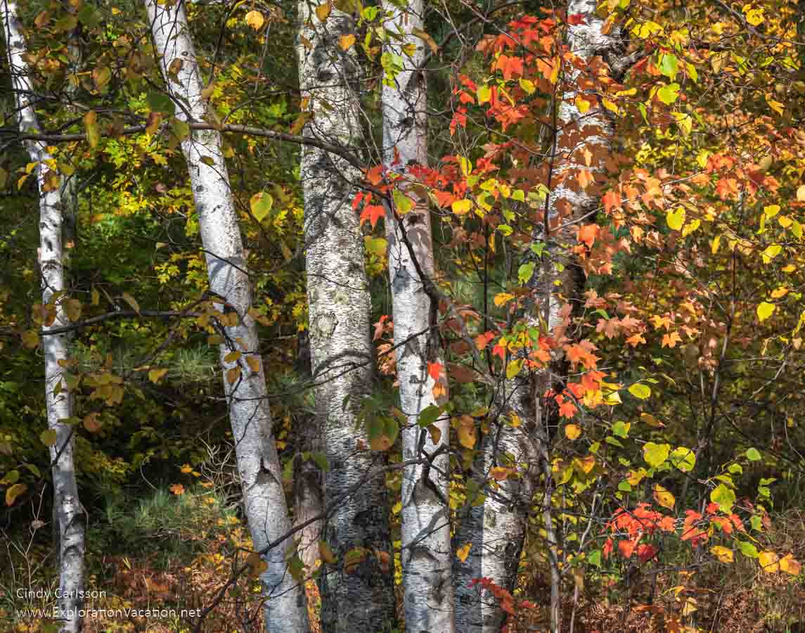 Birch and maple in fall along Pug Hole Lake along Minnesota Highway 38, the Edge of the Wilderness Scenic Byway © Cindy Carlsson -ExplorationVacation.net