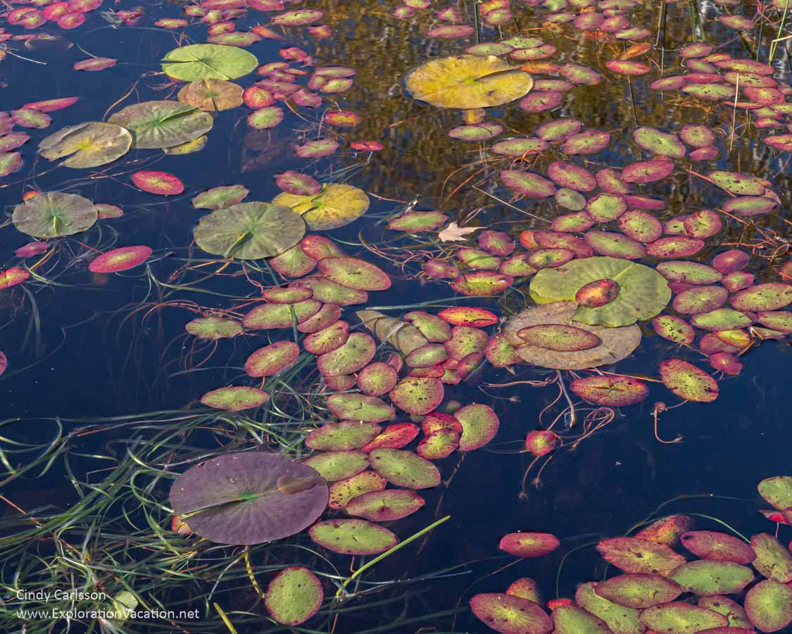 photo of waterlilies at Pug Hole Lake along Minnesota Highway 38, the Edge of the Wilderness Scenic Byway © Cindy Carlsson -ExplorationVacation.net