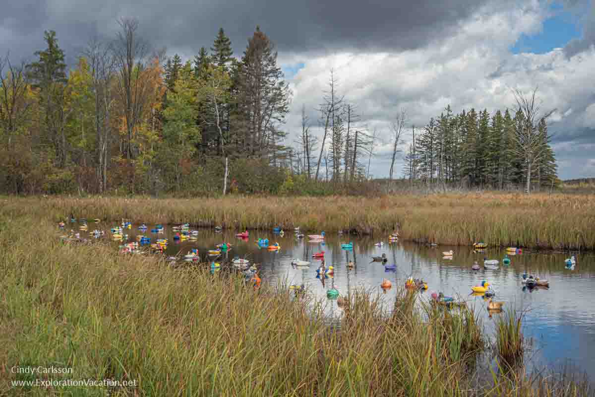photo of colorful duck decoys in a flooded ditch near McGreggor Minnesota on a fall day © © Cindy Carlsson at ExplorationVacation.net