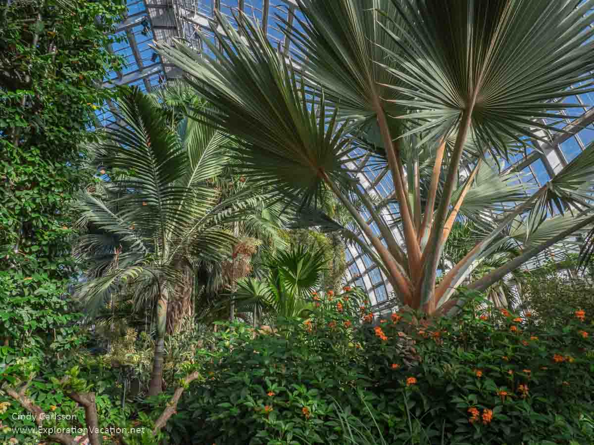 photo of palms in Garfield Park Conservatory Chicago © Cindy Carlsson at ExplorationVacation.net