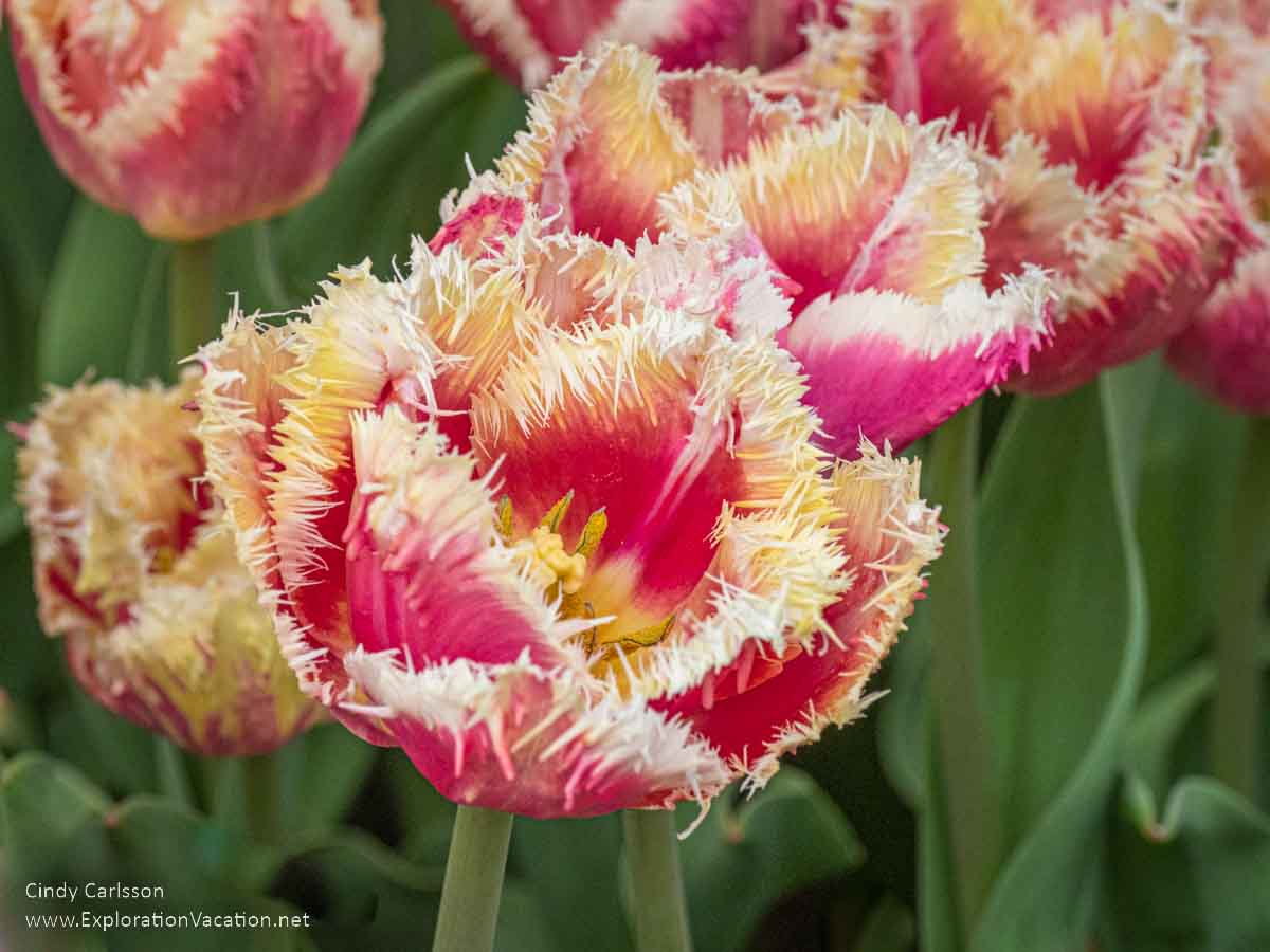 photo of a colorful fringed tulip n bloom in Pella Iowa © Cindy Carlsson at ExplorationVacation.net