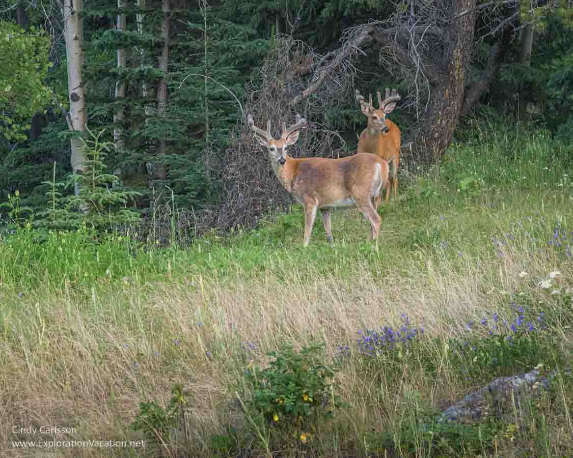 photo of black-tailed deer at Johnson Lake in Banff National Park, part of the Canadian Rocky Mountain Parks UNESCO World Heritage Site © Cindy Carlsson at ExplorationVacation.net