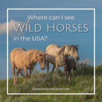 link to post on seeing wild horses in the USA on ExplorationVacation.net