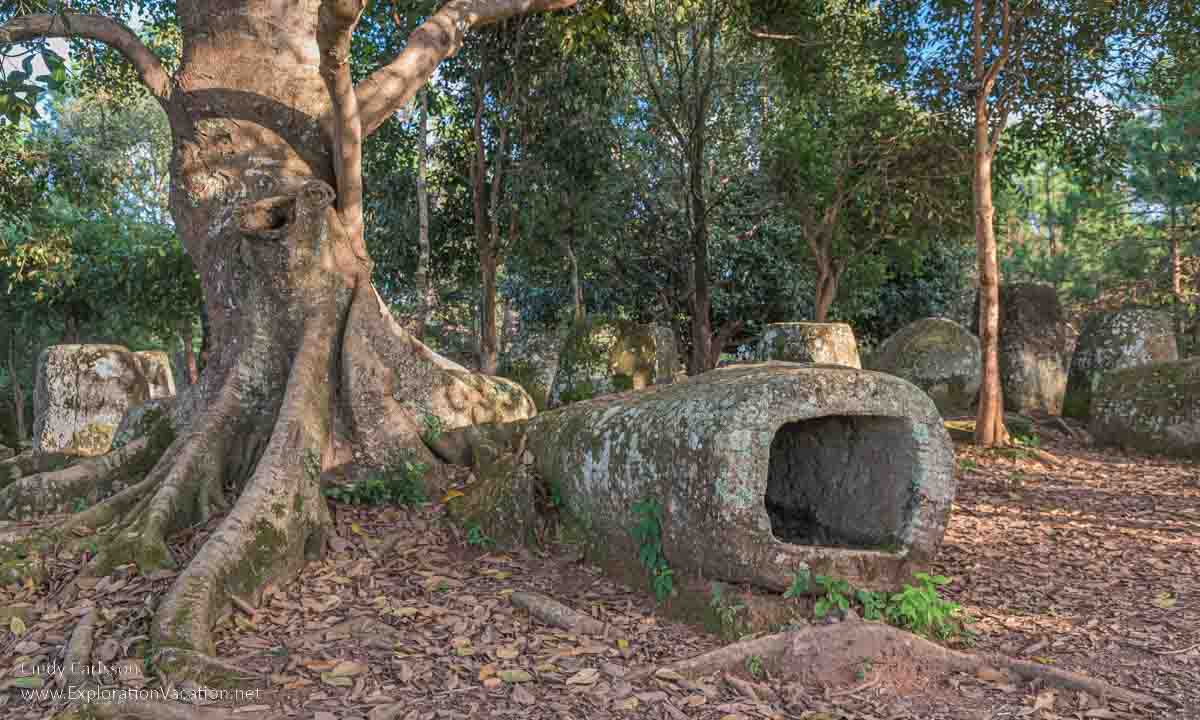 A large jar lying under a tree at Site 2 at the Plain of Jars.