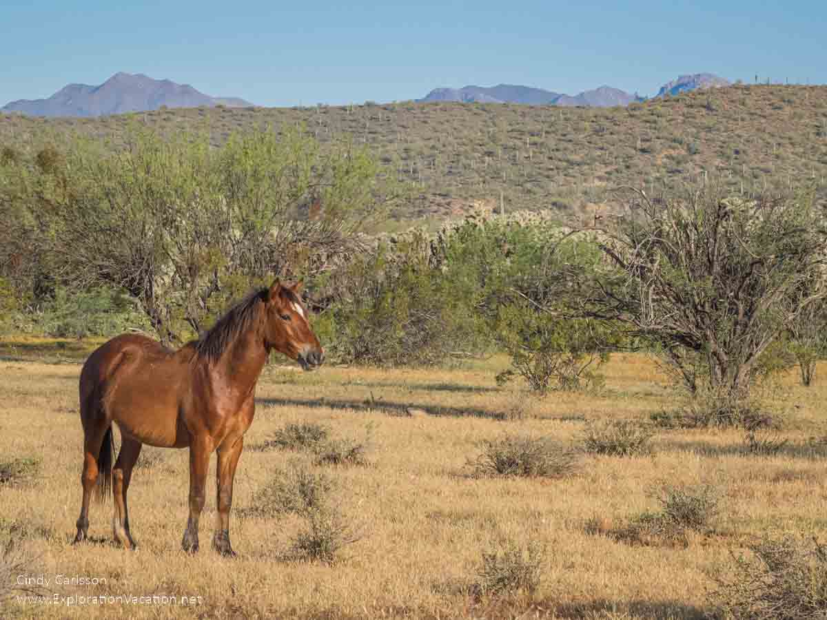 photo of a wild bay-colored horse in the desert near the Salt River in Arizona © Cindy Carlsson at ExplorationVacation.net