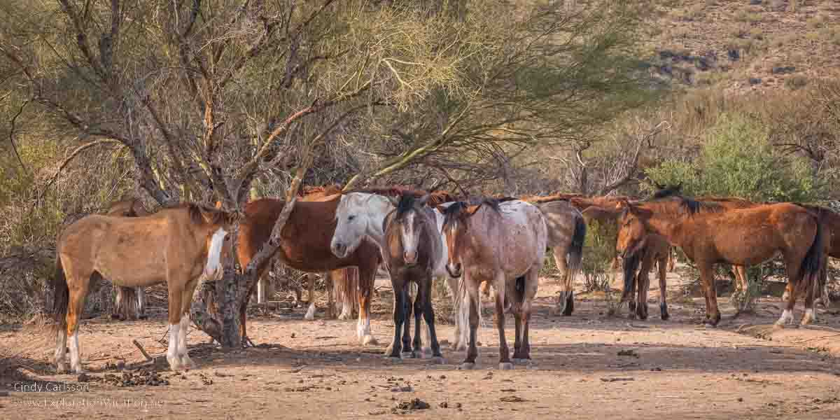 photo of a herd of wild horses in the shade of trees in the Coon Bluff Recreation Area near the Salt River in Arizona © Cindy Carlsson at ExplorationVacation.net