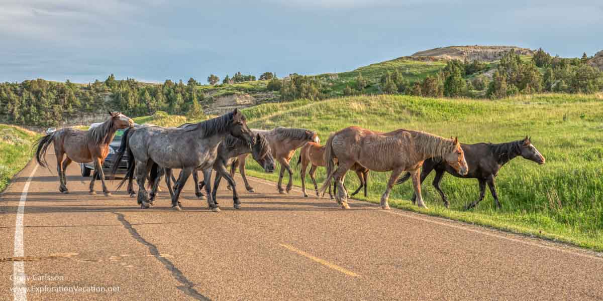 photo of a band of wild horses crossing a road in Theodore Roosevelt National Park in North Dakota © Cindy Carlsson at ExplorationVacation