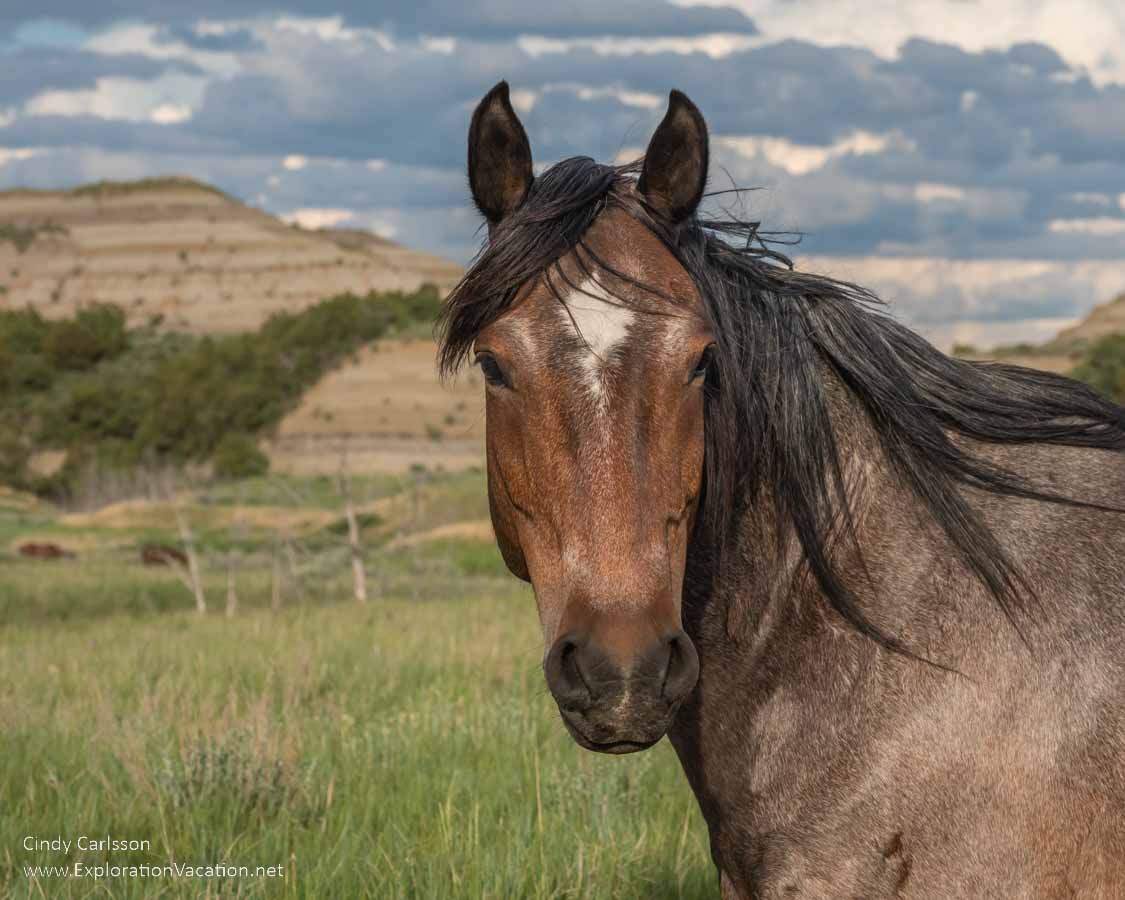 photo of a wild mustang in Theodore Roosevelt National Park in the North Dakota Badlands © Cindy Carlsson at ExplorationVacation