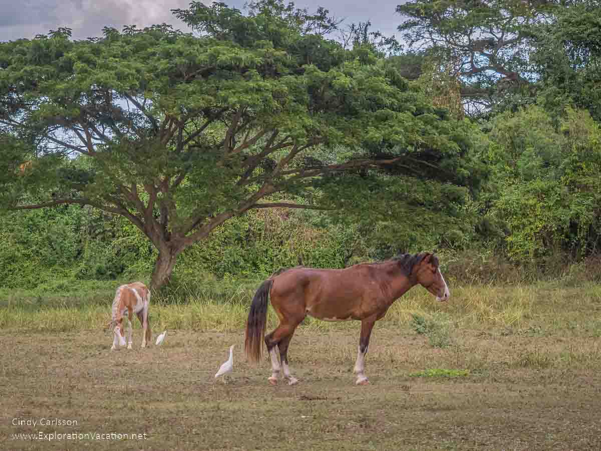 photo of Vieques wild horses in a meadow in Puerto Rico © Cindy Carlsson at ExplorationVacation.net