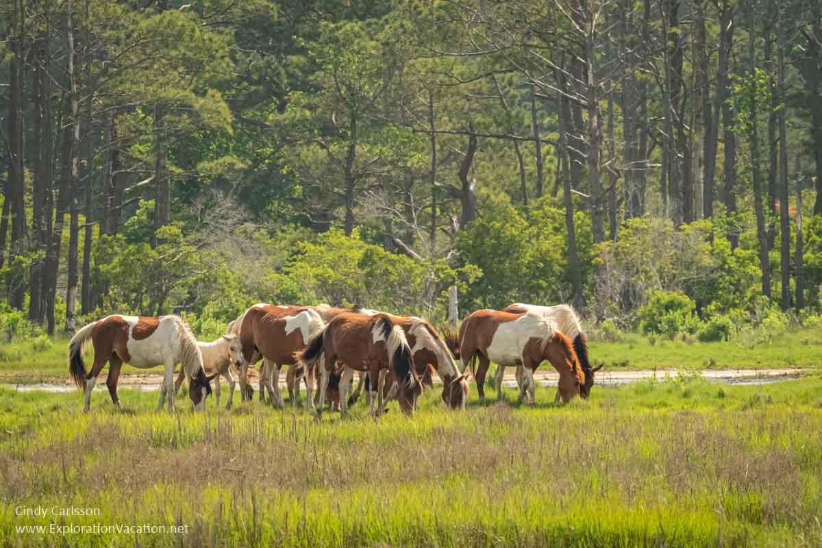 photo of a herd of Chincoteague ponies grazing on Assateague Island on the US East Coast © Cindy Carlsson at ExplorationVacation 