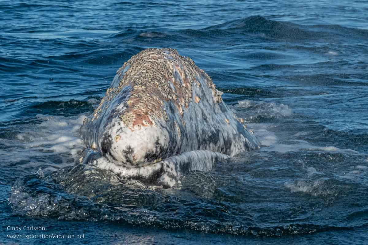photo of a gray whale swimming in Laguna Ojo de Liebre in Baja Sur Mexico &copy; Cindy Carlsson at ExplorationVacation.net