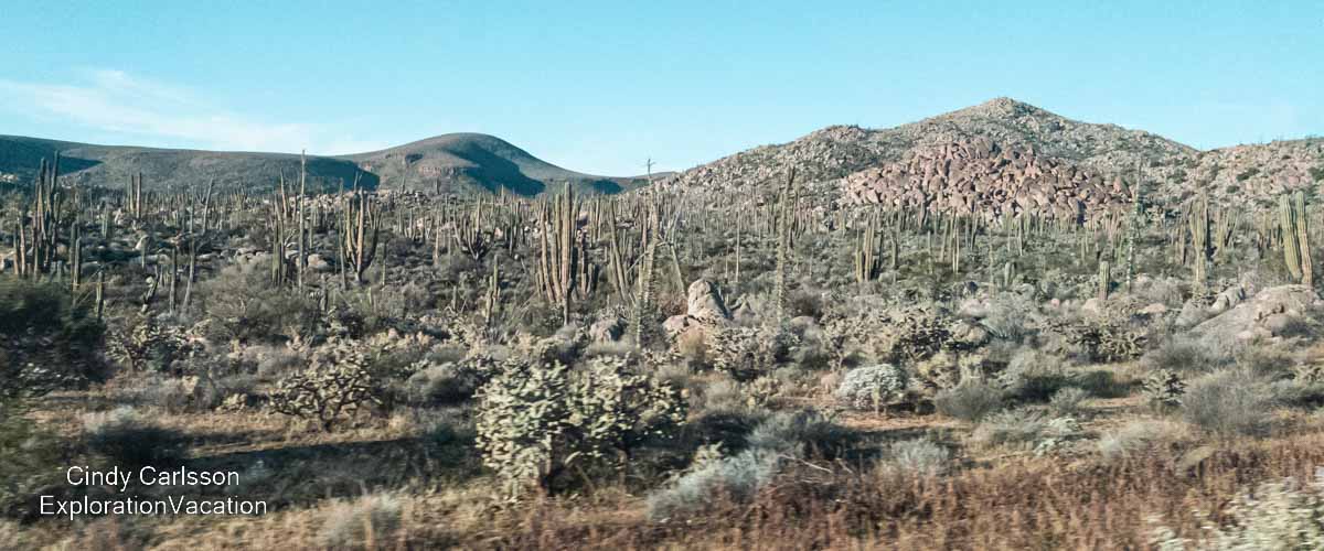 photo of cacti along the road in Baja Mexico &copy; Cindy Carlsson at ExplorationVacation.net