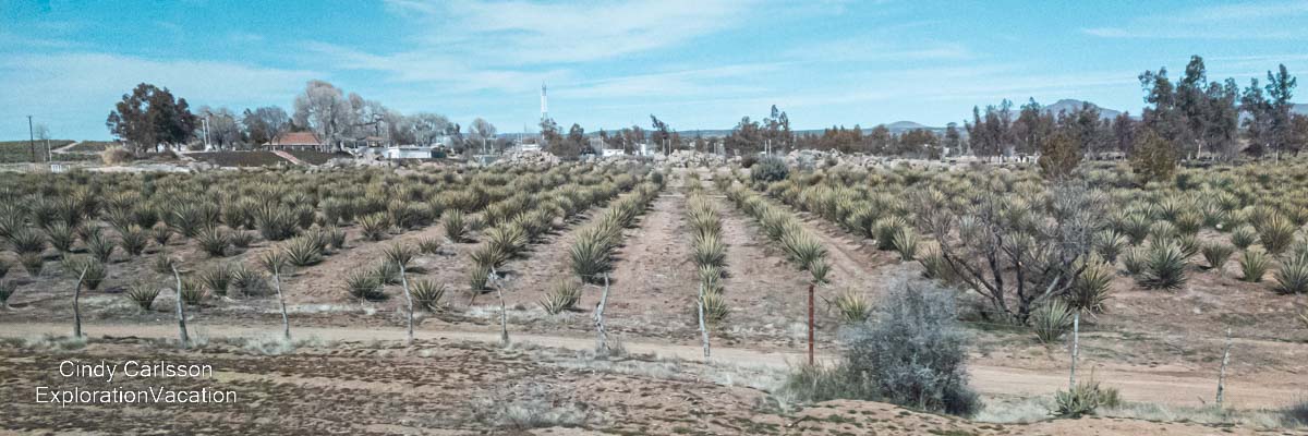 photo of agave fields near Ensenada in Baja Mexico &copy; Cindy Carlsson at ExplorationVacation.net