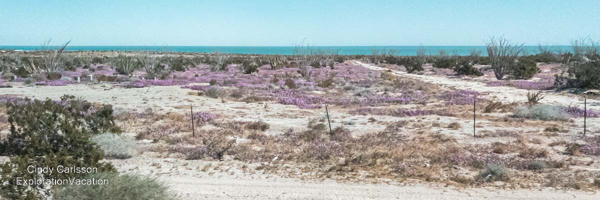 photo of purple wildflowers along the Sea of Cortez (Gulf of California) in Baja Mexico &copy; Cindy Carlsson at ExplorationVacation.net