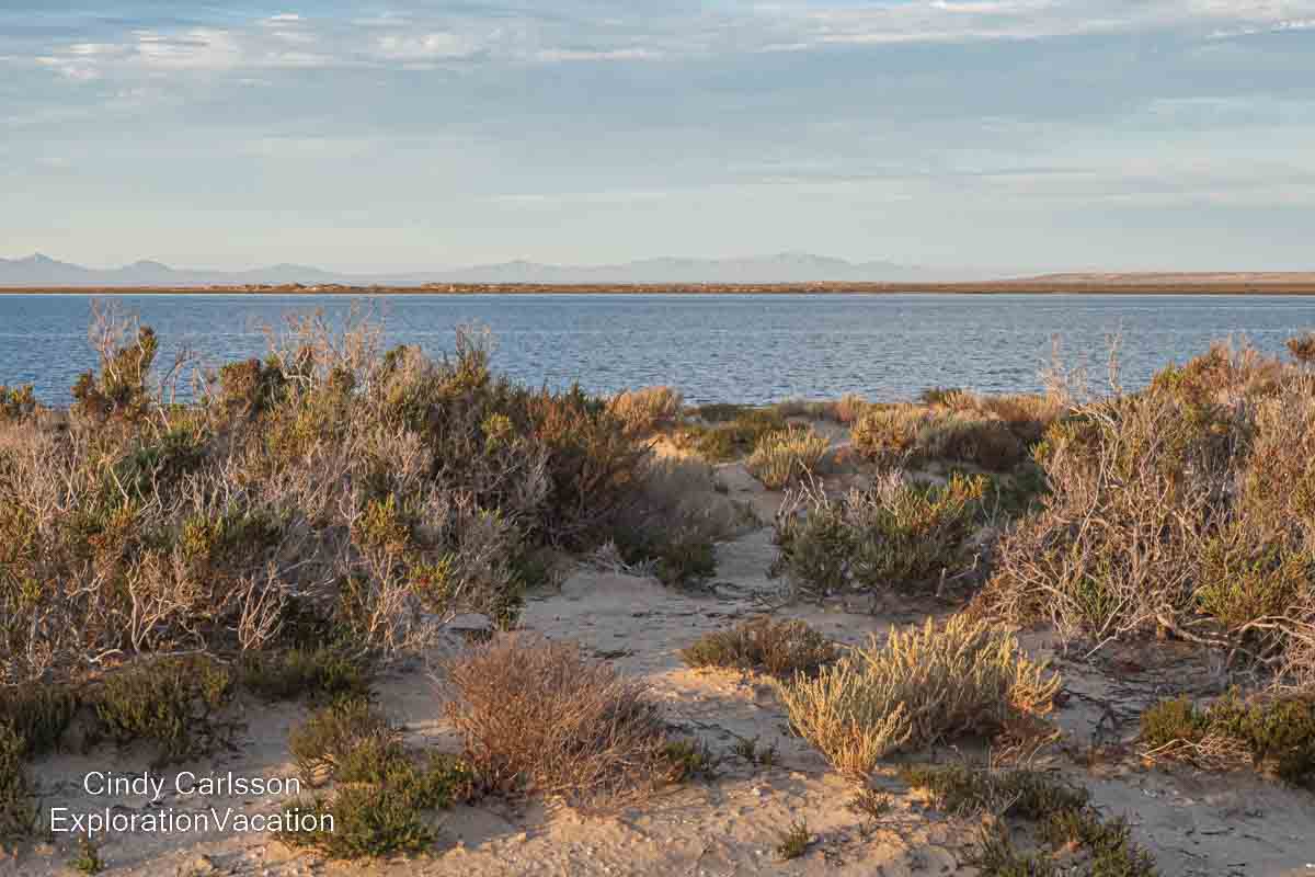 photo of vegetation and Laguna Ojo de Liebre Guerrero Negro in Baja Sur Mexico &copy; Cindy Carlsson at ExplorationVacation.net