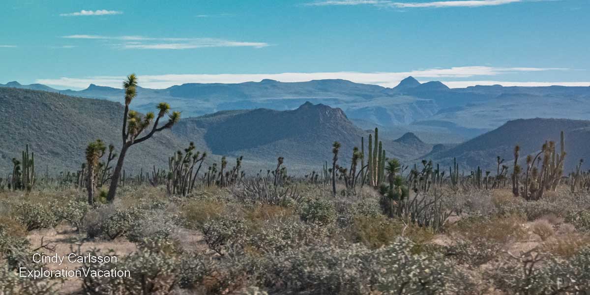 photo of a landscape with cacti and Joshua trees in central Baja Mexico &copy; Cindy Carlsson at ExplorationVacation.net