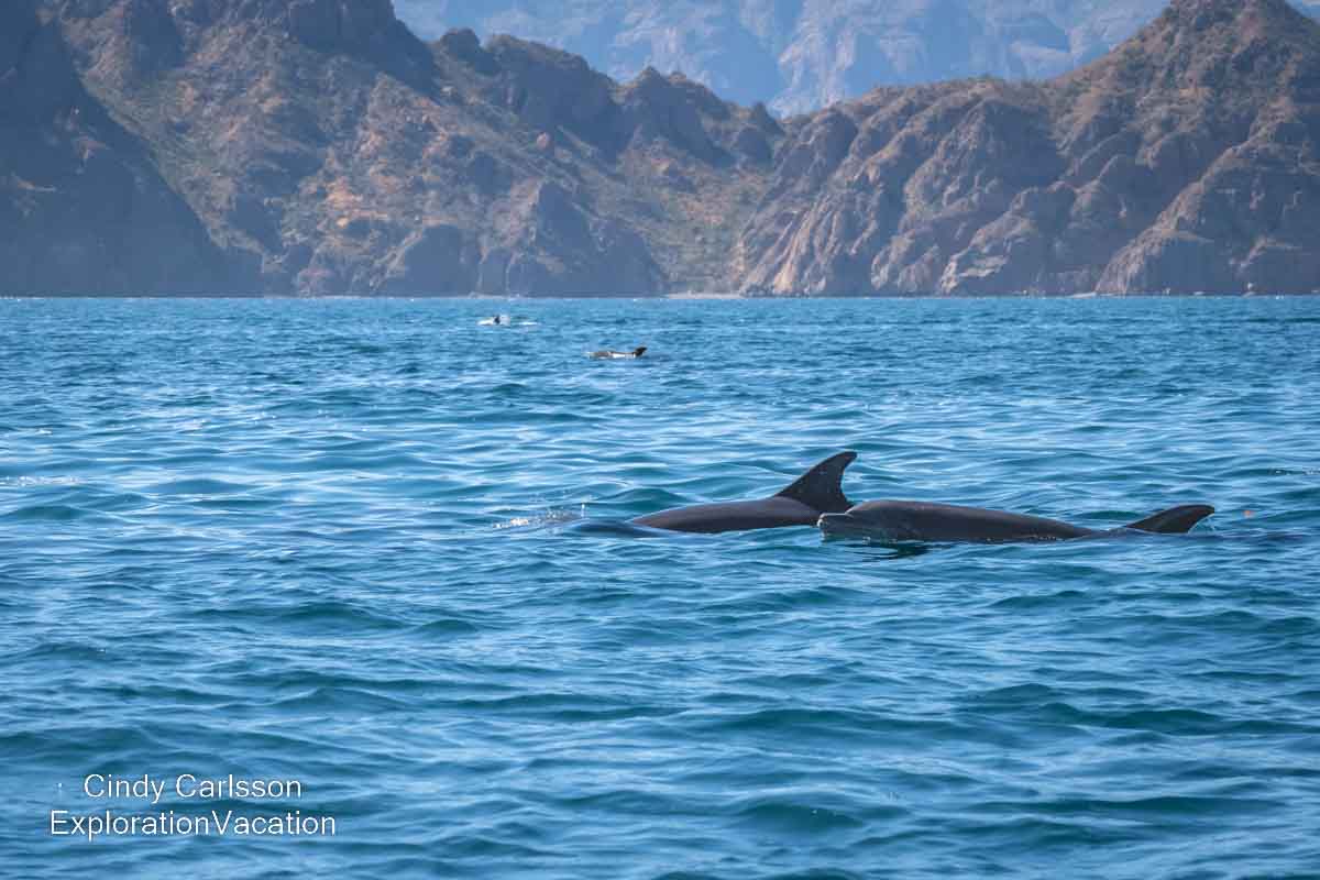 photo of bottlenose dolphins in the Sea of Cortez (Gulf of California) near Loreto Mexico &copy; Cindy Carlsson at ExplorationVacation.net